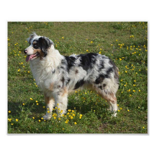 full 2 australian shepherd photo print (Front)