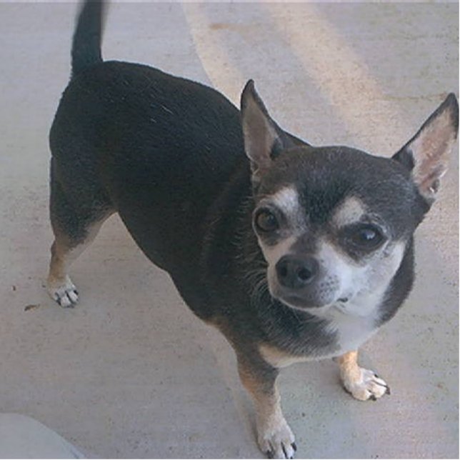 full 3 Chihuahua Statuette (Front)