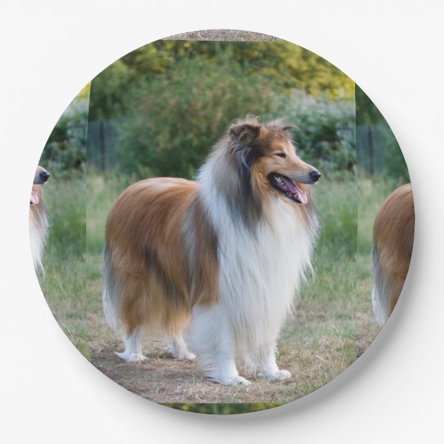 full 5 rough collie.png paper plates (Front)