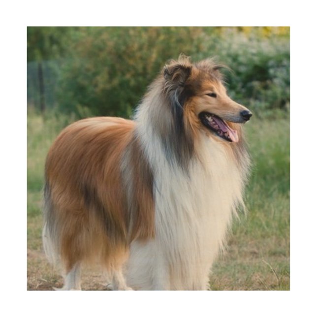 full 5 rough collie wood wall decor (Front)