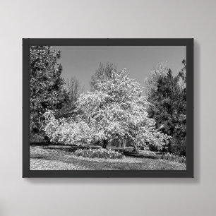 Full Bloom in Black and White Framed Art
