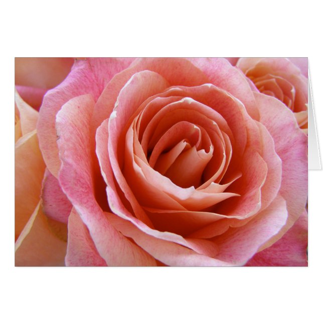 Full Bloom Peach Pink Rose Photograph Greeting Cards (Front Horizontal)
