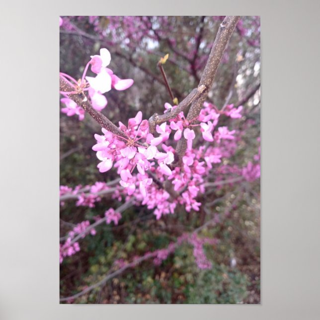 Full Bloom Poster (Front)