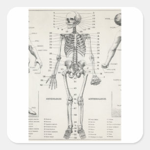 Full Body Skeleton - Vintage Anatomy Square Sticker
