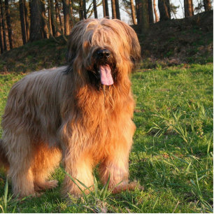 full briard cutout