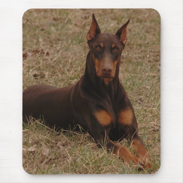 red rust doberman puppies