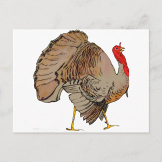 Full Color Thanksgiving Turkey Holiday Postcard