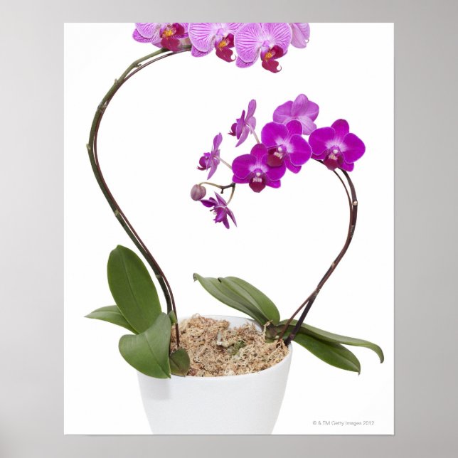 Full frame Orchid isolated on a white background Poster (Front)
