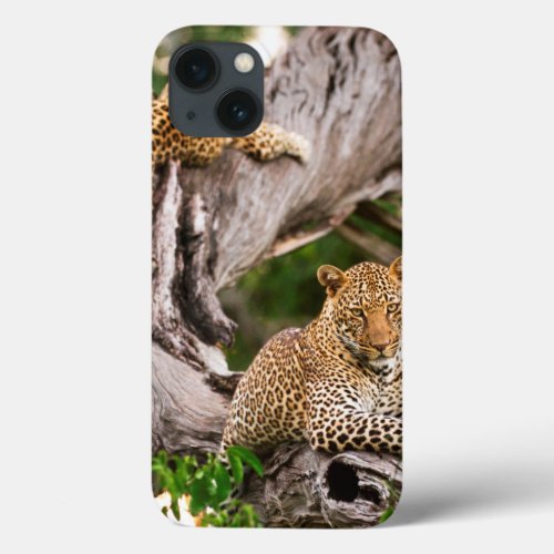 Full Grown Leopard Panthera Pardus Cub iPhone 13 Case