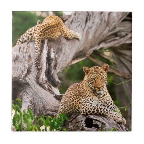Full Grown Leopard Panthera Pardus Cub Ceramic Tile