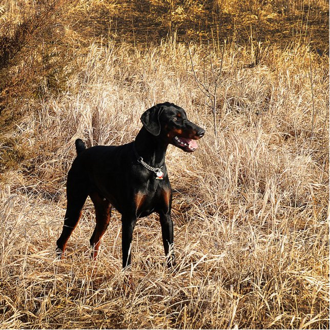 full in field statuette (Front)