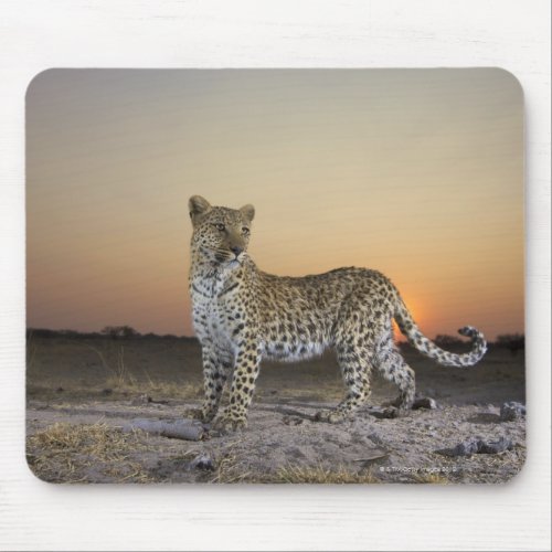 Full length view  of  Leopard Panthera pardus Mouse Pad
