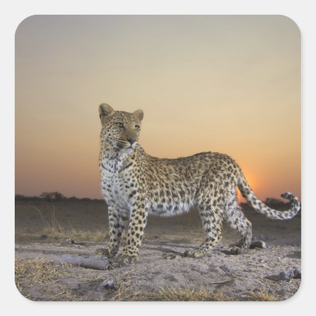 Full length view  of  Leopard (Panthera pardus) Square Sticker (Front)