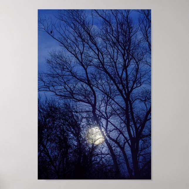 Full moon and moonlight shining through trees poster (Front)