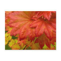 Full Moon Maple Leaves Postcard