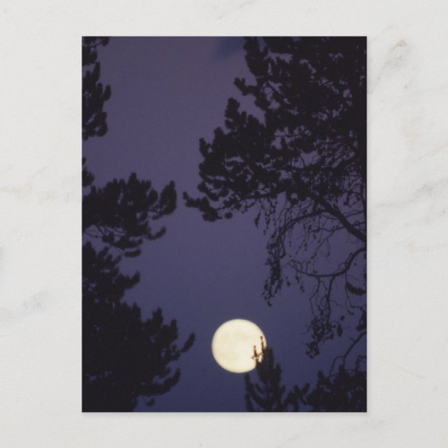 Full Moon Postcard (Front)