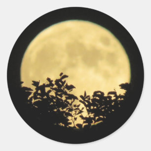 Full moon with tree branches in front classic round sticker