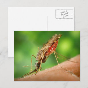 Full of Blood Mosquito Bloodsucking Insect Postcard
