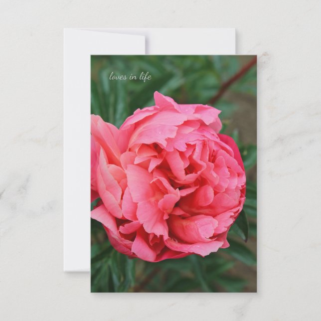 Full Pink Peony  Note Card (Front)