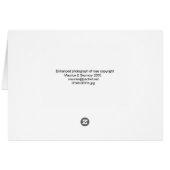 Full Pink Rose (Back Horizontal)