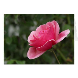 Full Pink Rose Cards