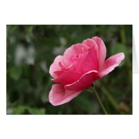 Full Pink Rose Cards (Front Horizontal)