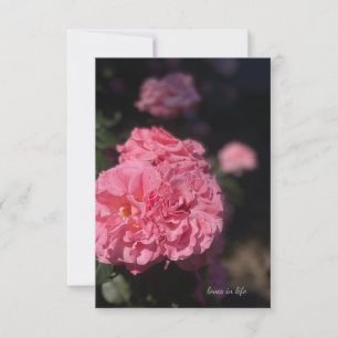 Full Pink Rose Note Card