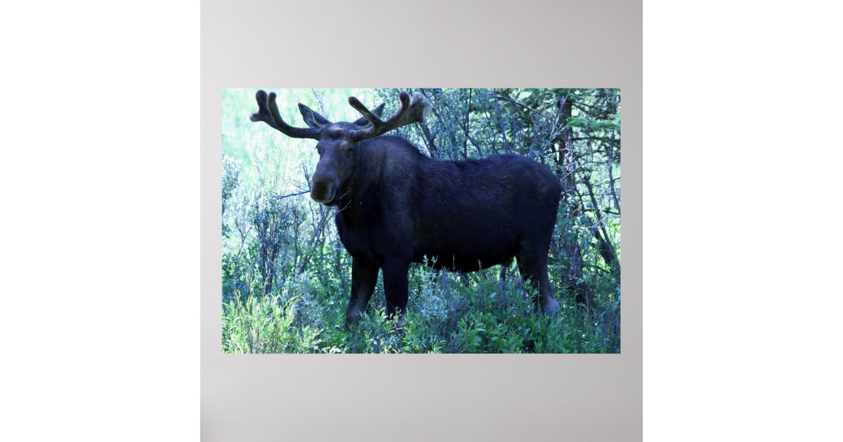 Moose return address labels