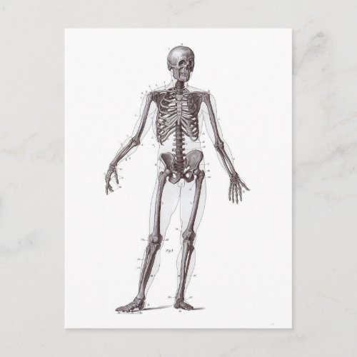 Full Skeleton Postcard