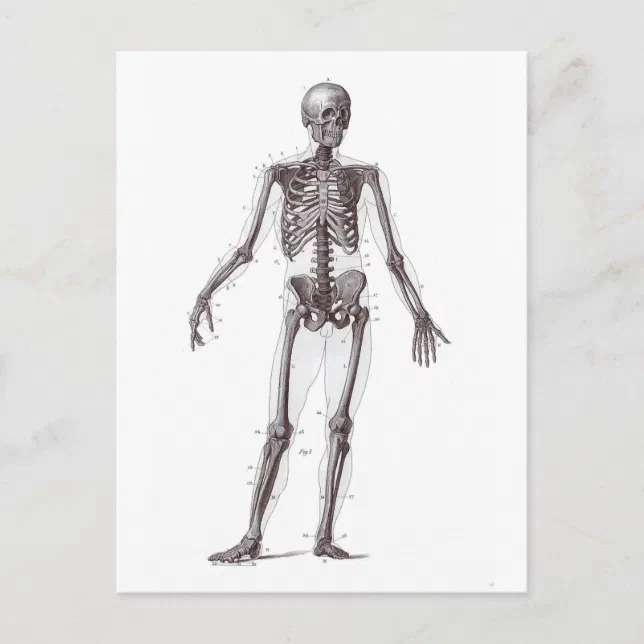 Full Skeleton Postcard | Zazzle