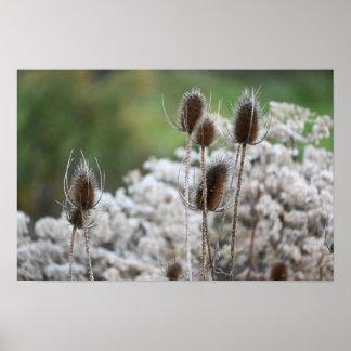 Fuller's Teasel Plant Poster
