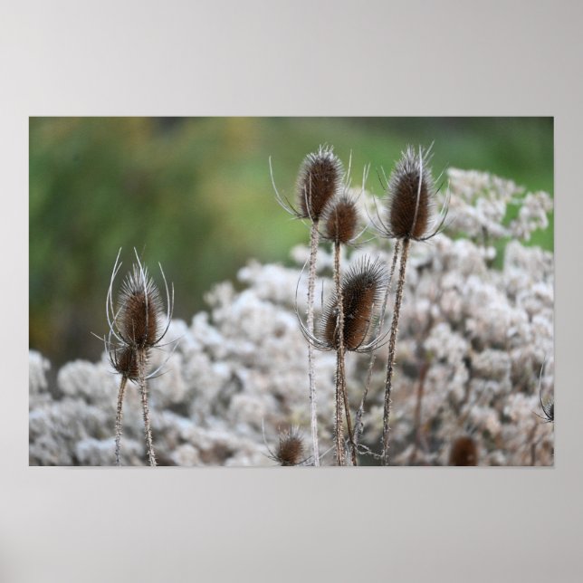 Fuller's Teasel Plant Poster (Front)