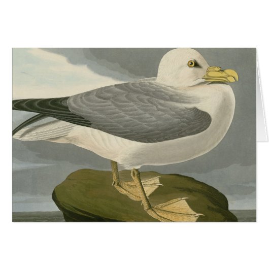 Fulmar Petrel Cards (Front Horizontal)