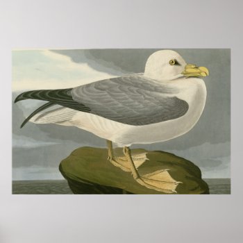 Fulmar Petrel Poster by birdpictures at Zazzle