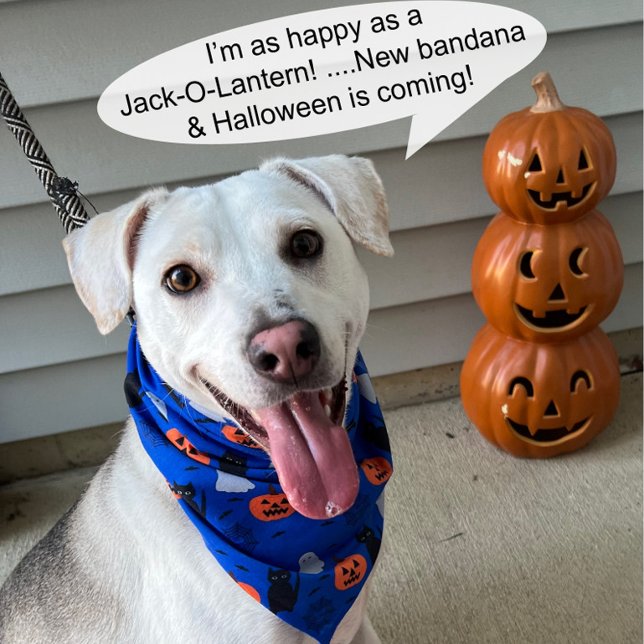 Fun and Fancy Halloween Dog Bandana (Creator Uploaded)