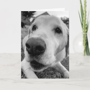 fun and up close of Ed the old yellow lab Card