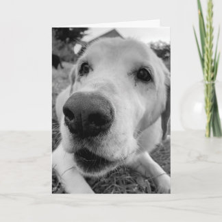 fun and up close of Ed the old yellow lab Card