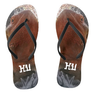 bearded dragon shoes