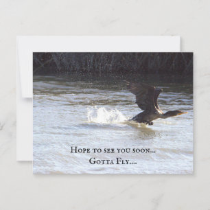 Fun Bird Postcard