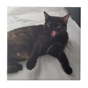Fun cat photo with tongue out, tiles