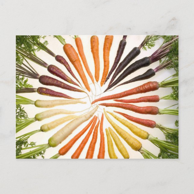 Fun Colorful Carrots Postcard (Front)