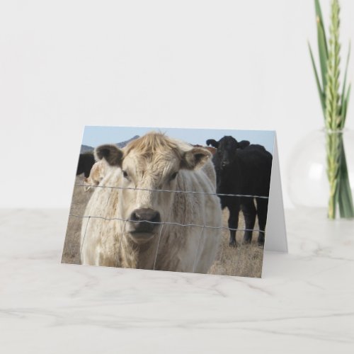 Fun Congratulations Graduation Ranch Farm Animals Card