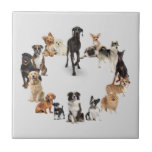 Fun Dog Breed Pet Animals Dog Ceramic Tile at Zazzle