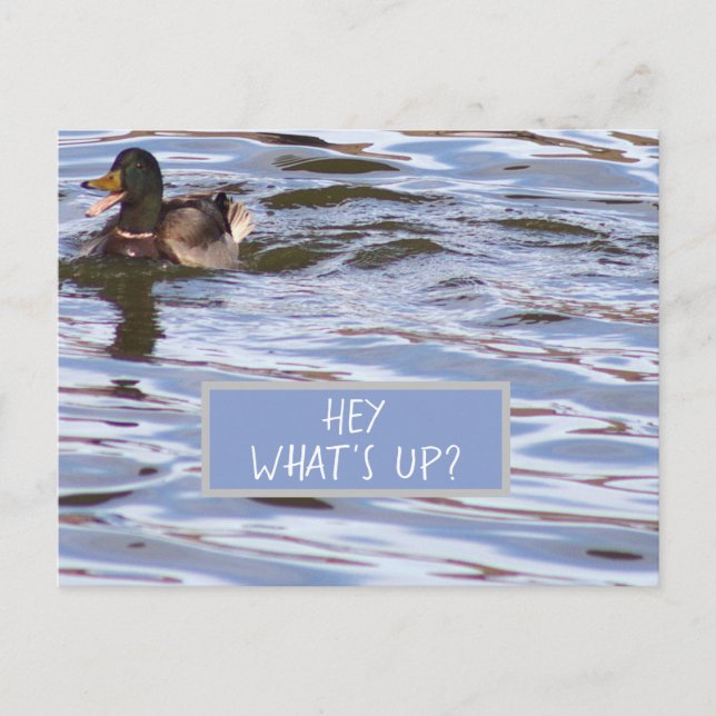 Fun Duck Postcard (Front)