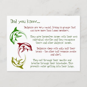Fun Facts About Dolphins Postcard