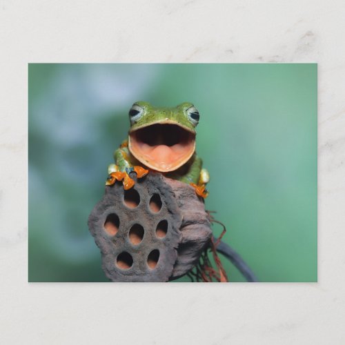 Fun Frog Cute Animal Wildlife  Postcard