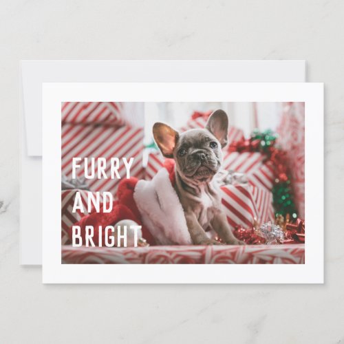 Fun Furry and Bright Modern Pet Pun Holiday Card