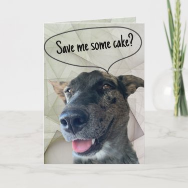 Fun Gray Brindle Cattle Dog Photograph 