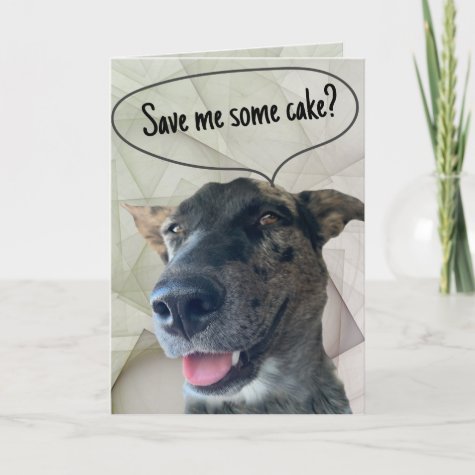 Fun Gray Brindle Cattle Dog Photograph 