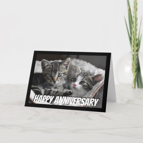 Fun Heart to Heart Couple  Anniversary Cat Animal Card